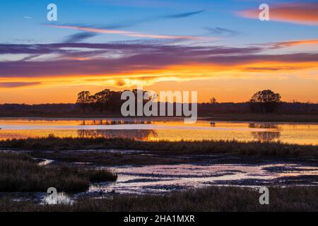 Trompeter Swans (Cygnus buccinator) im Teich bei Sonnenuntergang, Crex Meadows Wildlife Management Area, WI, USA, von Dominique Braud/Dembinsky Photo Assoc Stockfoto