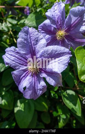 Italienische Lederblume, lila Clematis Stockfoto