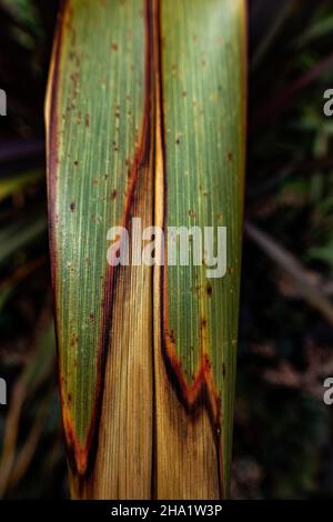 Blatt des Drachenbaums Stockfoto