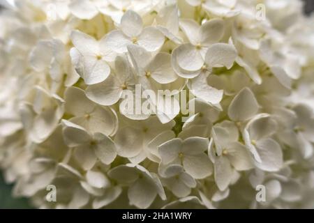 Weiße glatte Hydrangea Gartenblume im häuslichen Garten Stockfoto