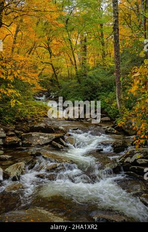 Im Great Smoky Mountains National Park fließt rauschendes Wasser unter schnell wechselnde Herbstblätter Stockfoto