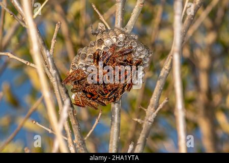 Ein Papierwaspennest - Polistes bellicosus - hängt an einem Ast im Wald. Das Nest ist voll Stockfoto