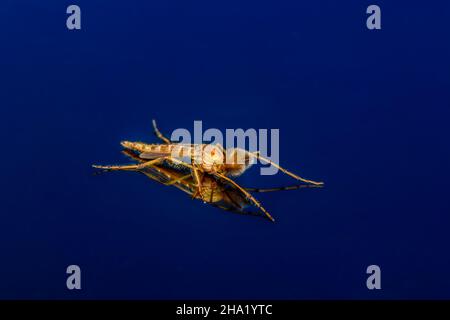 Männliche Chironomidae - nicht beißende Zwerge auf dunkelblauem Hintergrund. Sehr detailliert Stockfoto