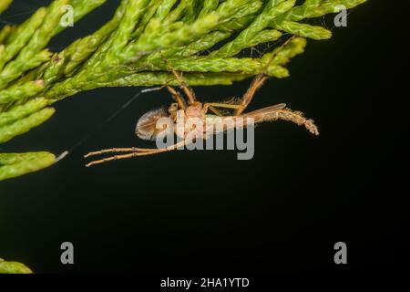 Männliche Chironomidae -- beißlose Zwerge - hängen kopfüber von einem Wacholderzweig Stockfoto