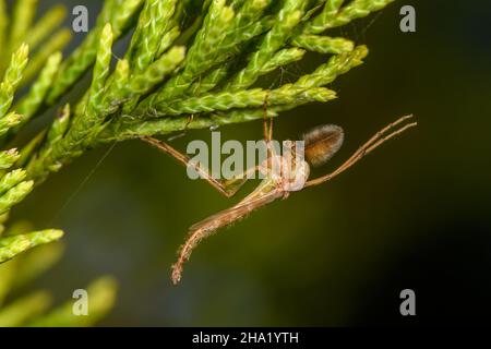 Männliche Chironomidae -- beißlose Zwerge - hängen kopfüber von einem Wacholderzweig Stockfoto