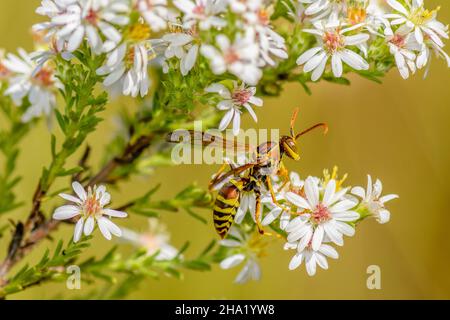 Eine Papierwaspe - Polistes dorsalis - auf Heide Aster Blumen - Symphyotrichum ericoides - Sammelnnektor Stockfoto