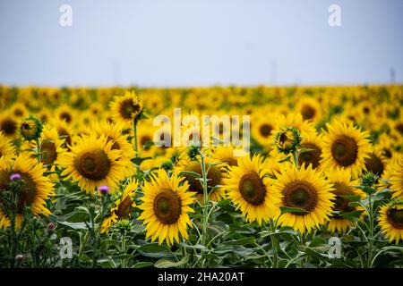 Schöne gelbe Sonnenblumen unter dem blauen Himmel. Naturtapete. Blaugelb ist die natürliche Farbe der ukrainischen Flagge. Großes landwirtschaftliches Feld Stockfoto