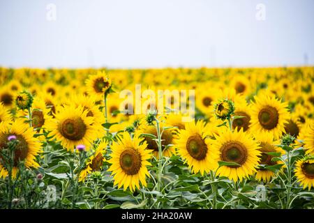 Schöne gelbe Sonnenblumen unter dem blauen Himmel. Naturtapete. Blaugelb ist die natürliche Farbe der ukrainischen Flagge. Großes landwirtschaftliches Feld Stockfoto