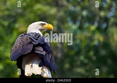 Rückansicht eines amerikanischen Weißkopfadlers 'Haliaeetus leucocephalus', der über seine Schulter auf Vancouver Island British Columbia Canada blickt Stockfoto