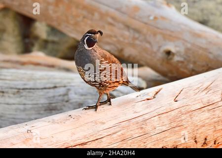 Ein erwachsener männlicher California Quail 'Callipepla californica', der entlang eines Holzes ging, der im warmen Morgenlicht auf Vancouver I am Strand hereingetrieben hatte Stockfoto