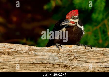 Ein Pileated Specht (Dryocopus pileatus), der auf einem Balken thront und den Fotografen mit Interesse beobachtet, Stockfoto