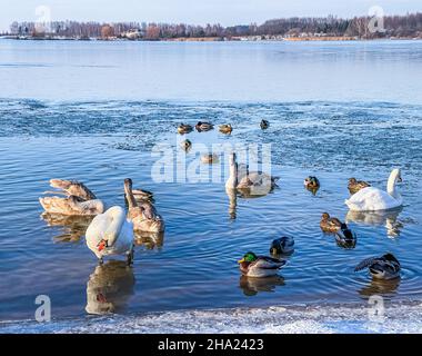 Drakes, Stockenten und Schwäne schwimmen im Winter in einem gefrorenen See. Hochwertige 4K-Aufnahmen Stockfoto