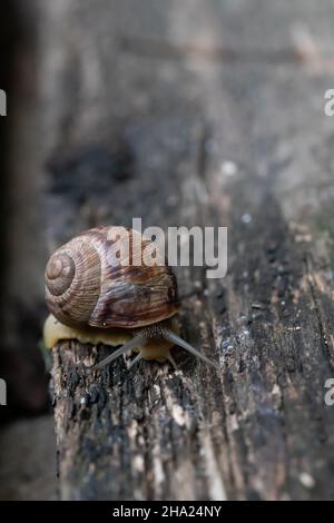 Eine Schnecke kriecht auf einem dunklen Holztisch. Draufsicht. Stockfoto