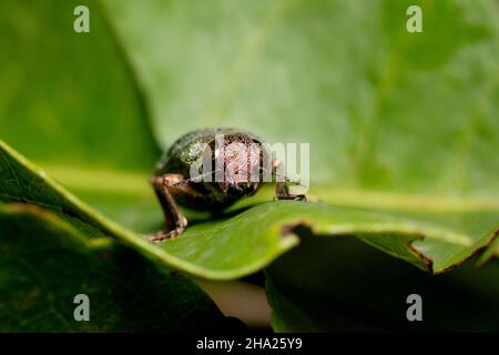 Grünkäfer Gesicht Porträt Nahaufnahme, Chrysochroa kaupii, Buprestidae, Pune Maharashtra, Indien Stockfoto