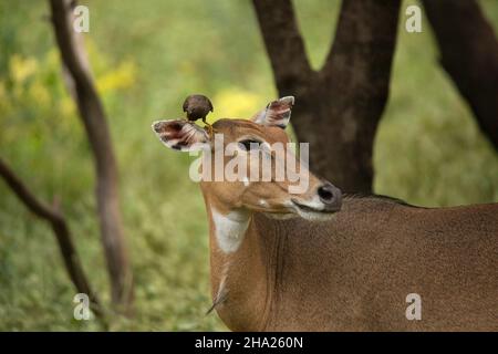 Blue Bull Weibchen mit Vogel am Ohr, Boselaphus tragocamelus, Jhalana, Rajasthan, Indien Stockfoto