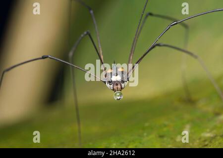 Harvestman oder Dad lange Beine Nahaufnahme Gesicht geschossen, Bhimashankar, Indien Stockfoto