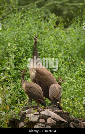 Indische Peafowl mit zwei Küken, Pavo cristatus, Jhalana, Rajasthan, Indien Stockfoto