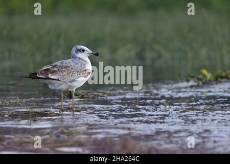 Pallas-Möwe in Nahaufnahme, Ichthyaetus ichthyaetus, Bhigwan, Maharashtra, Indien Stockfoto