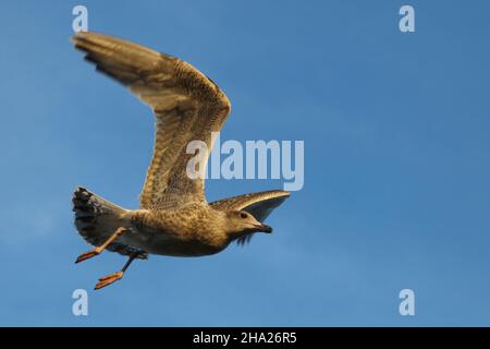 Silbermöwe / Europäische Heringsmöwe / Larus argentatus Stockfoto