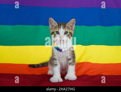 Kleines graues und weißes Kätzchen, das einen Regenbogen-Perlenkragen trägt und auf einer Gay Pride-Flagge steht, mit einer Flagge, die in den Hintergrund reicht. Stockfoto