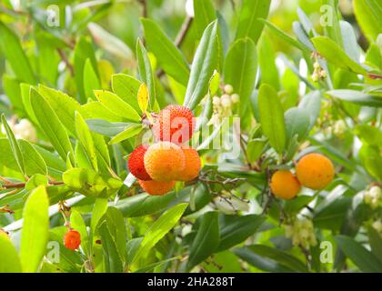 Nahaufnahme von Früchten auf einem Arbutus unedo Baum, einem immergrünen Strauch oder kleinen Baum in der blühenden Pflanzenfamilie Ericaceae Stockfoto