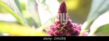 Schöner Blumenkamm oder Celosia cristata mit grünen Blättern, die in der Nähe des Gartens blühen Stockfoto