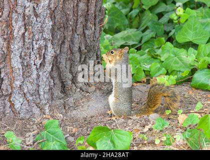 Ein Eichhörnchen hält eine ganze Erdnüsse neben einer Eiche umgeben von Efeu Reben. Versuchen, Erdnuss in den Mund stopfen. Stockfoto