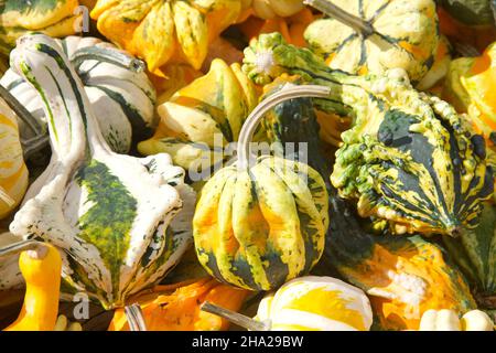 Draufsicht flache Lay von vielen Formen und Größen Herbst Kürbisse in verschiedenen Farbkombinationen. Beliebte Dekoration für den Urlaub. Stockfoto