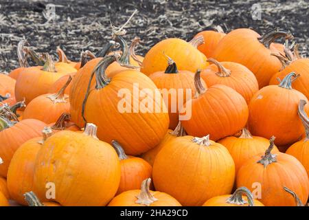 Nahaufnahme des Stapels von gestapelten reifen Bio-Kürbissen auf dem Feld. Herbsternte. Stockfoto