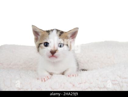 Porträt eines 3 Wochen alten weißen Kätzchens mit symmetrischen Markierungen auf jeder Seite des Gesichts und einer dunklen Nase, die auf Schaffell liegt und direkt auf den Betrachter blickt. Stockfoto