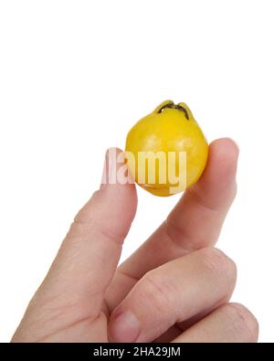 Nahaufnahme einer weiblichen kaukasischen Hand, die eine ganze reife Zitronen-Guava-Frucht hält, isoliert auf Weiß. Stockfoto