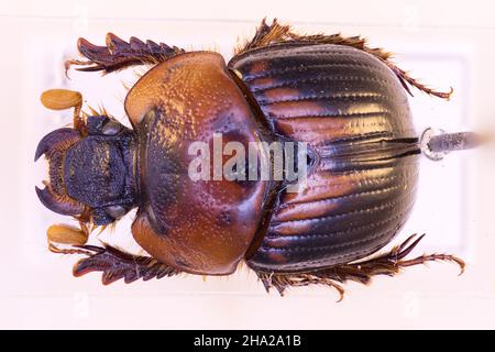 Bolboceratidae Bolbocerodema nigroplagiatum aus Japan im Nahfeld Stockfoto