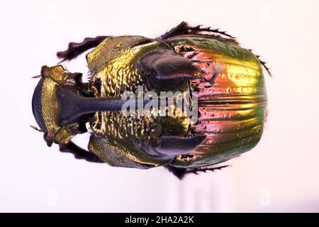 Mistkäfer des Stammes Phanaeini in Nahansicht Phanaeus Oxysternon Stockfoto