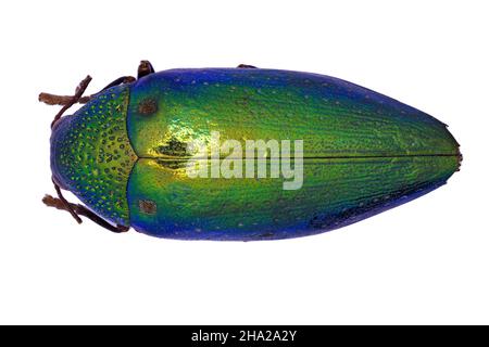 Buprestid Sternocera aequisignata aus Thailand Stockfoto