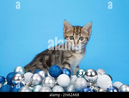 Entzückende graue und braune Kätzchen, die auf blauem, silbernem und weißem Kugelschmuck auf blauem Hintergrund ihren Höhepunkt erreichen. Tier-Possen Spaß Urlaub Thema. Stockfoto