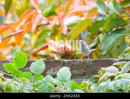 Der weißgekrönte Sperling thront auf einer Ziegelwand mit Himbeerreben im Vordergrund und einem Laub im Herbst im Hintergrund Stockfoto