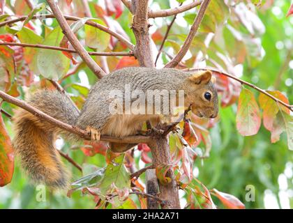 Eichhörnchen thront auf Ästen in einem Pflaumenbaum. Das Fuchshörnchen Sciurus niger, auch bekannt als das östliche Fuchshörnchen, ist die größte Baumarte Stockfoto