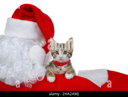 Nahaufnahme eines entzückenden grauen und weißen Kätzchens mit rotem Kragen und Glocke, die über die Schulter des Weihnachtsmanns schaut, isoliert auf Weiß Stockfoto