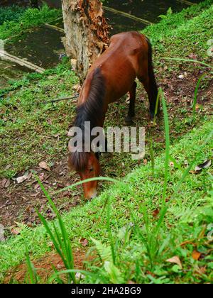 Kleines braunes Kesselpferd, das Gras im Park frisst Stockfoto