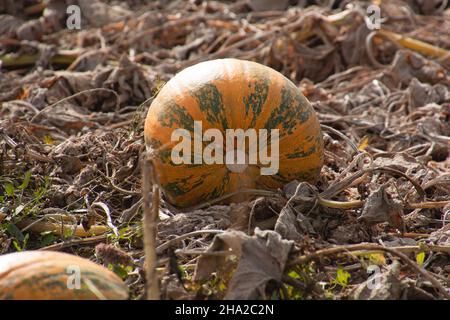 Kürbisfeld mit großem orangefarbenen und grünen Kürbis vorne Stockfoto