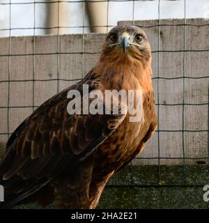 Ein Steppenbussard mit einer Reihe von Falken, ein Vogel aus dem Roten Buch, der in Berg- und Steppengebieten lebt, ein Vogel in einem Zoo. Stockfoto