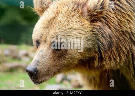 Nahaufnahme eines Bären, brauner Bärenkopf, große Bärenaugen, Bär im Wald. Stockfoto