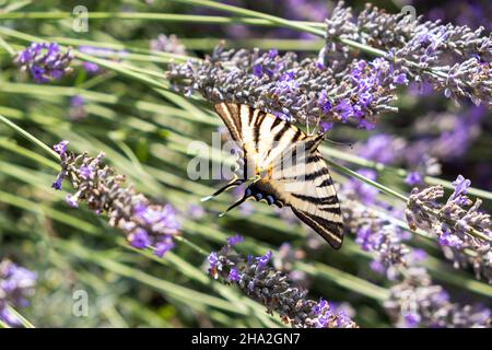 Schmetterling, seltener Schwalbenschwanz (Iphiclides podalirius) auf einer Lavendelblüte Stockfoto