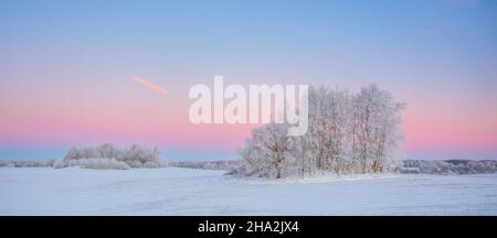 Kalte Winterlandschaft mit Morgenlicht, gefrorenen Bäumen und Schneedecke, verschneiten Winter, Norden Stockfoto