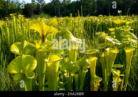 Sarracenia flava ssp. Flava, die gelbe Kannenpflanze, North Carolina, USA Stockfoto