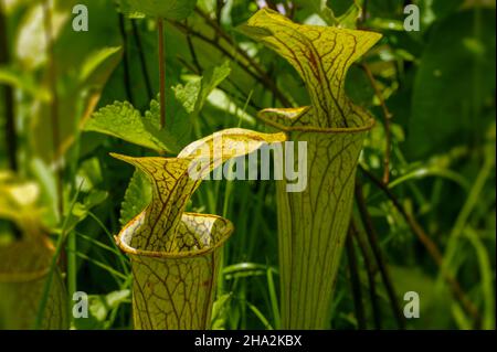 Grüne Krug-Pflanze (Sarracenia oreophila), natürlicher Lebensraum, Alabama, USA Stockfoto
