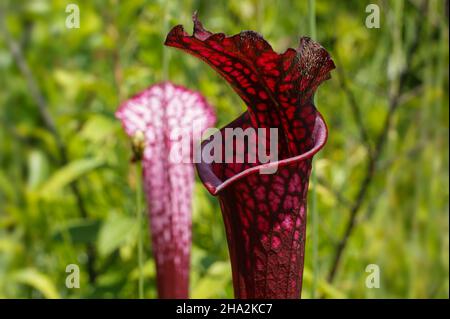 Dunkelroter Krug von Sarracenia leucophylla, der weißen Kannenpflanze, USA Stockfoto