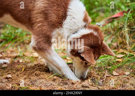 Sibirischer Husky Hund graben Boden und schnüffeln, neugierig sibirischer Husky Hund graben Loch in Garten Gras. Husky Hund läuft im Freien Stockfoto