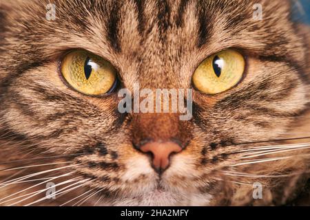Porträt einer gestromten Katze mit grün-gelben großen Augen, weißen Schnurrhaaren und rosa Nase. Entzückende reinrassige Katzenaugen, Highland Scottish Fold Katze Gesicht Makro. Grippe Stockfoto