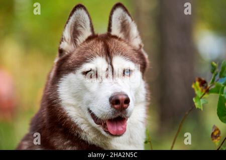 Reinrassige sibirische Husky Hund ragt aus der Zunge, verschwommener grüner natürlicher Hintergrund. Freundliches fröhliches sibirisches Husky-Porträt mit braunem und weißem Fell. Tun Stockfoto